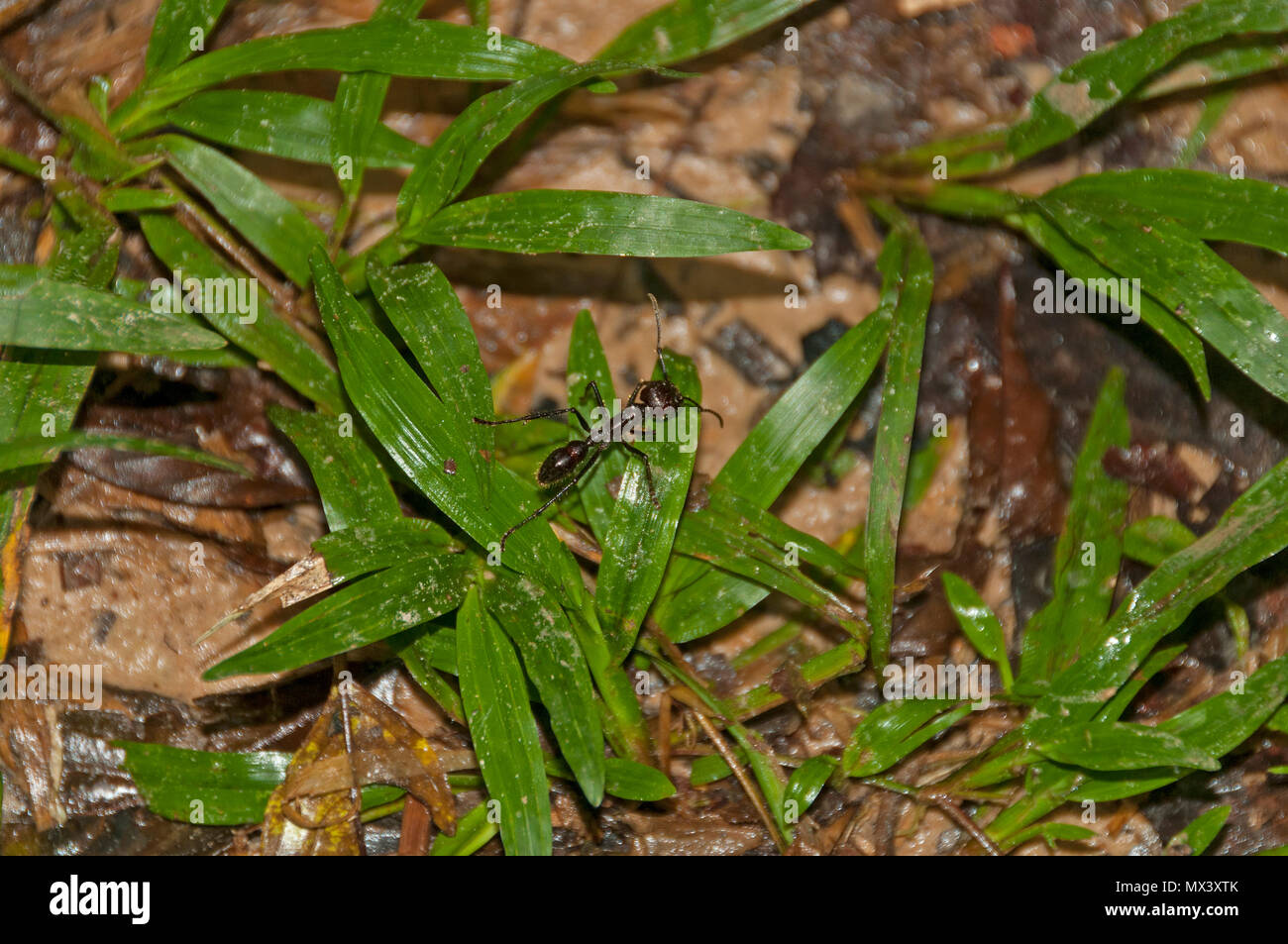 Bullet Ant in the Amazon Rain Forest Stock Photo