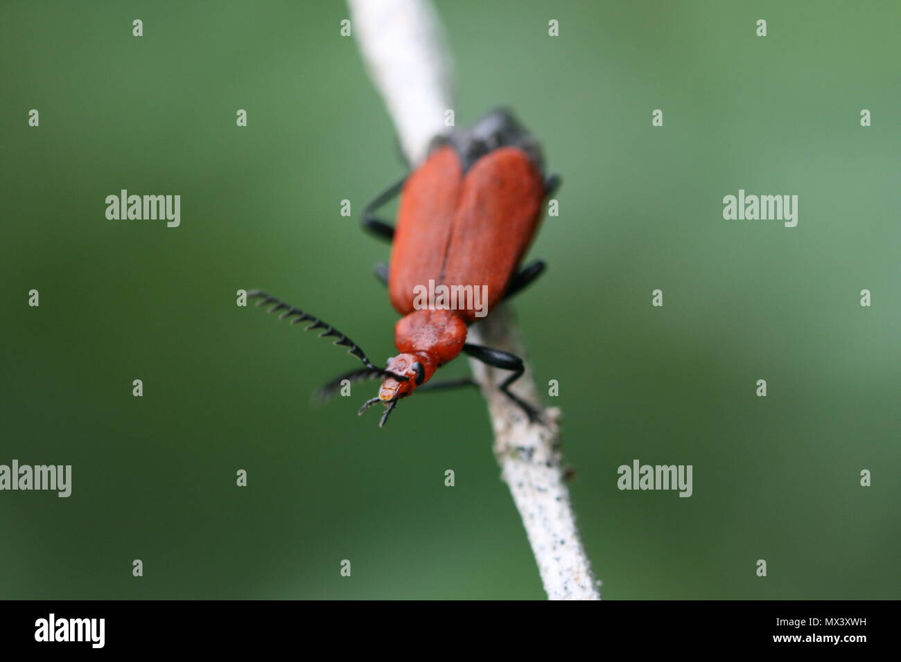 Red-Headed Cardinal Beetle (Pyrochroa serraticornis Stock Photo - Alamy
