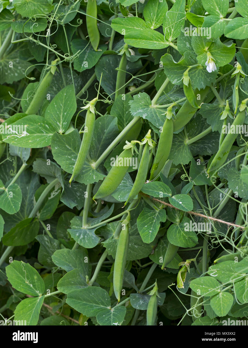 Peas growing  'Kelvedon Wonder' in vegetable garden Stock Photo