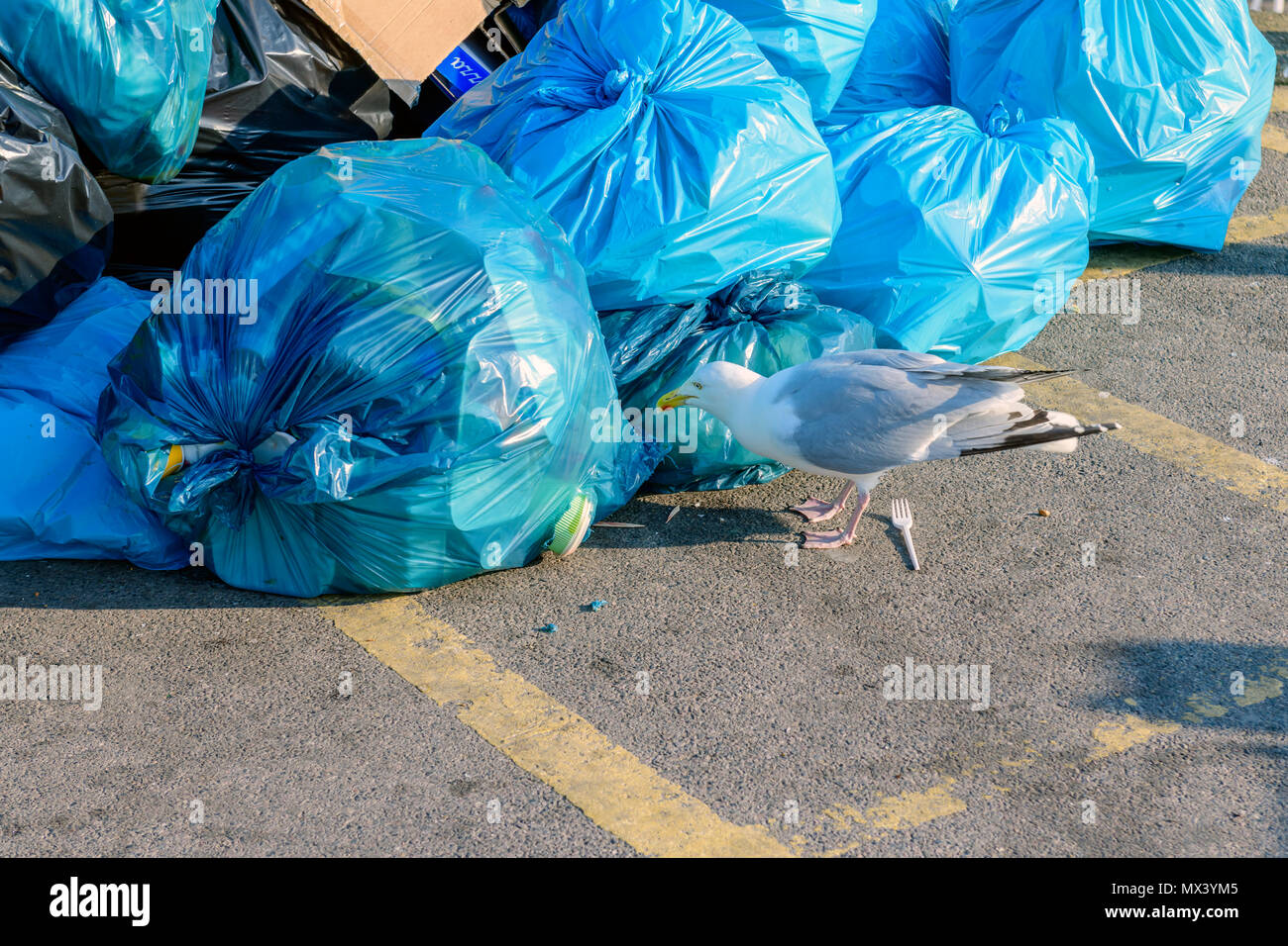cut out of Herring gull, Larus argentatus, scavenging from a bin bag Stock Photo