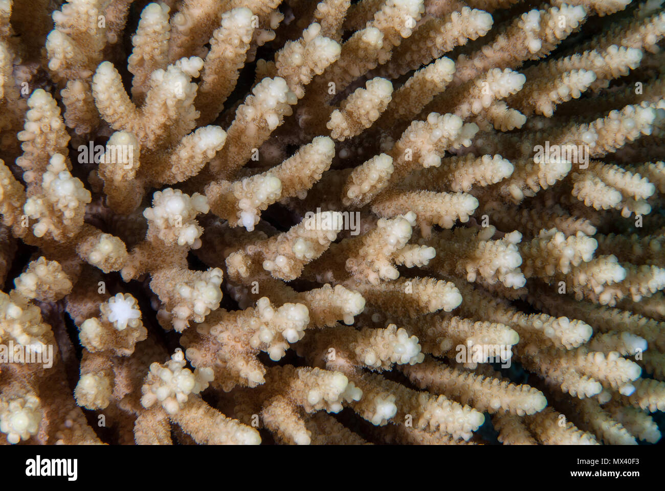 Hard Coral, Acropora digitifera, Acroporidae, Sharm el Sheikh, Red Sea, Egypt Stock Photo