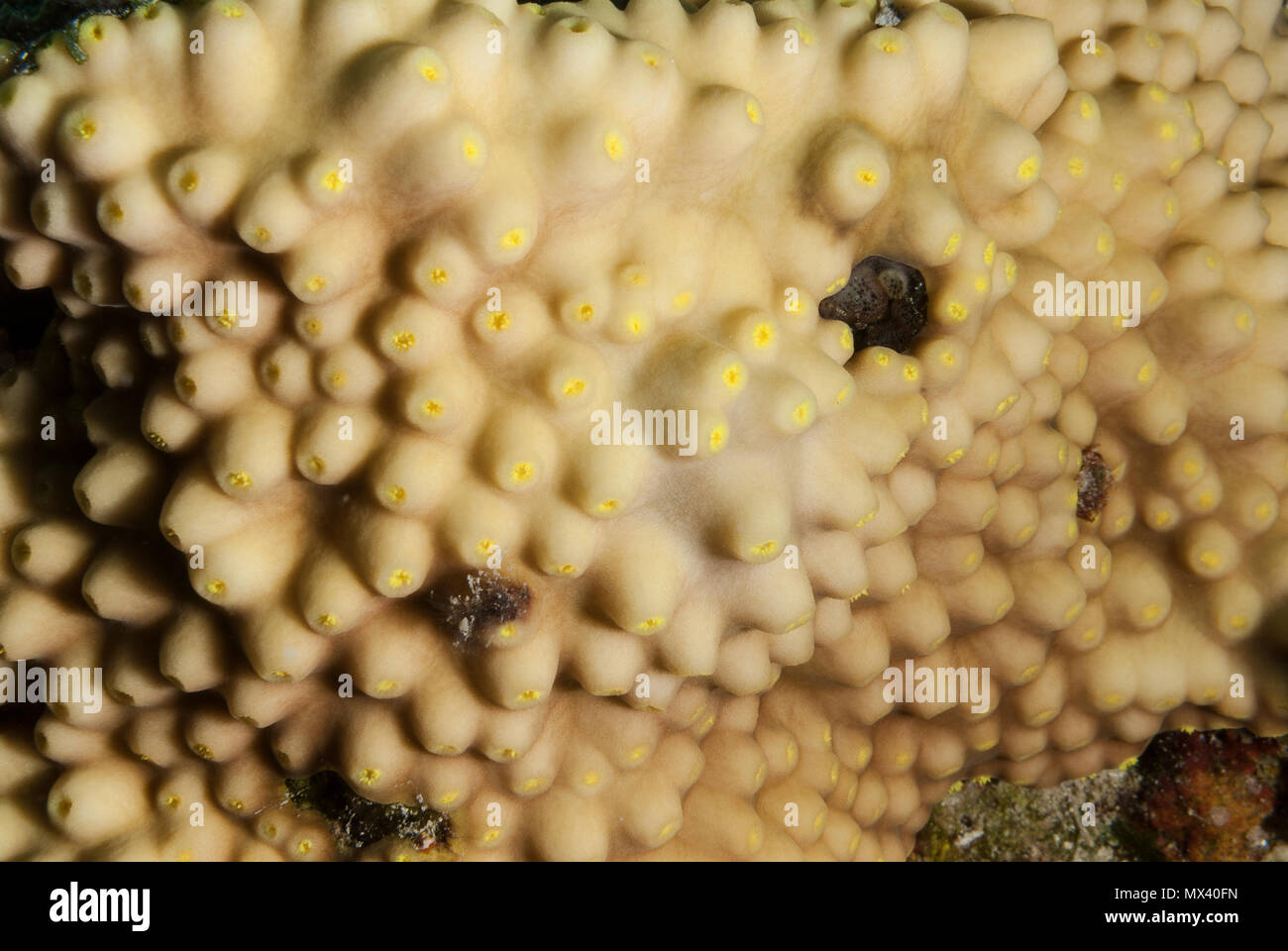 Chalice coral, Oxypora egyptensis, Pectiniidae, Sharm El Sheikh, red Sea, Egypt Stock Photo