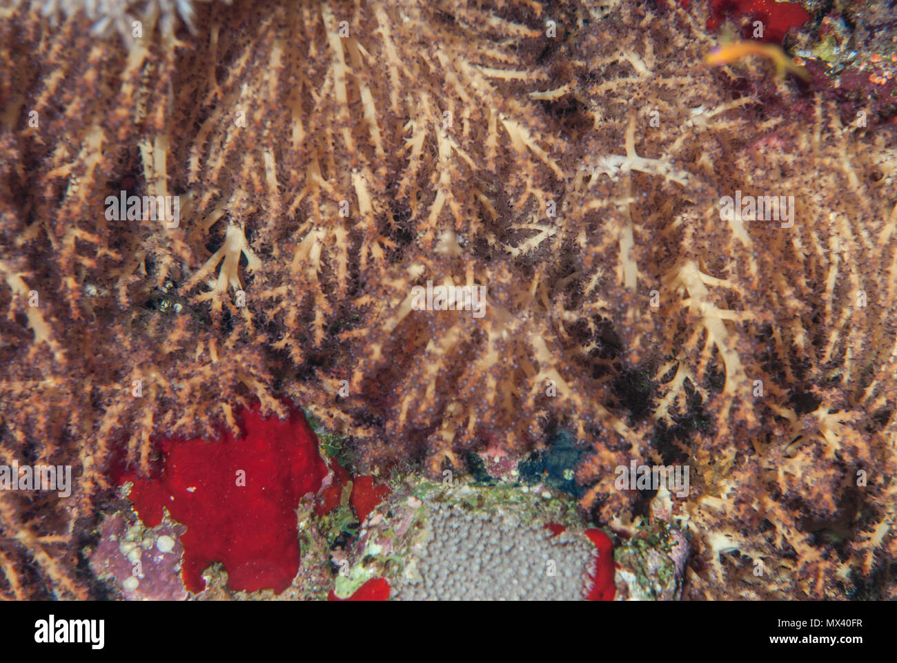 Soft coral, Lobophytum sp., Alcyoniidae, Sharm el Sheikh, Red Sea, Egypt Stock Photo