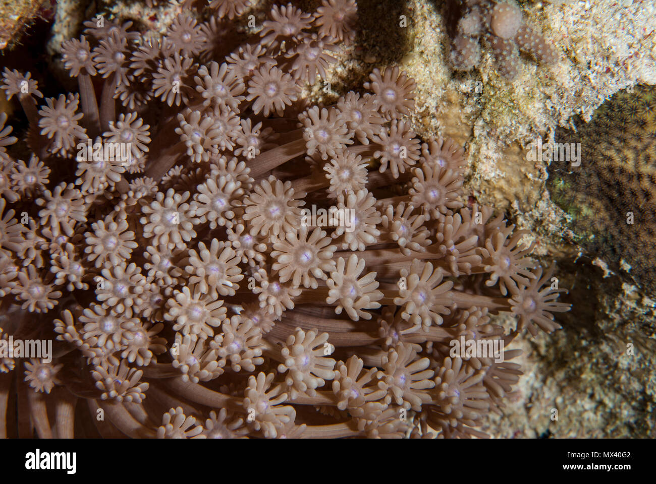 Anemone coral, Goniopora columna, Poritidae, Sharm el-Sheik, Red Sea. Egypt Stock Photo