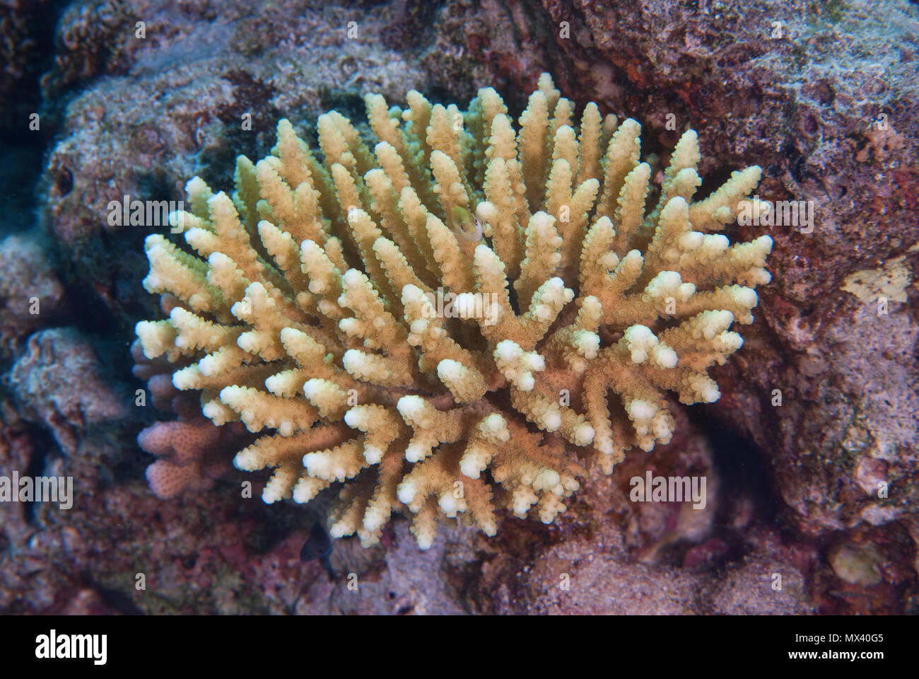 Hard coral, Acropora humilis, Acroporiidae, Sharm el-Sheikh, Red Sea, Egypt Stock Photo