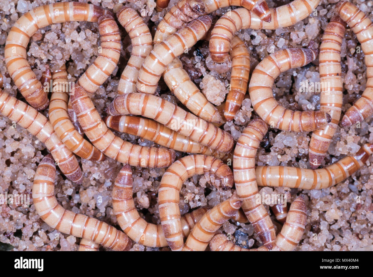 Mealworm Beetle Tenebrio Molitor Stock Photos & Mealworm Beetle
