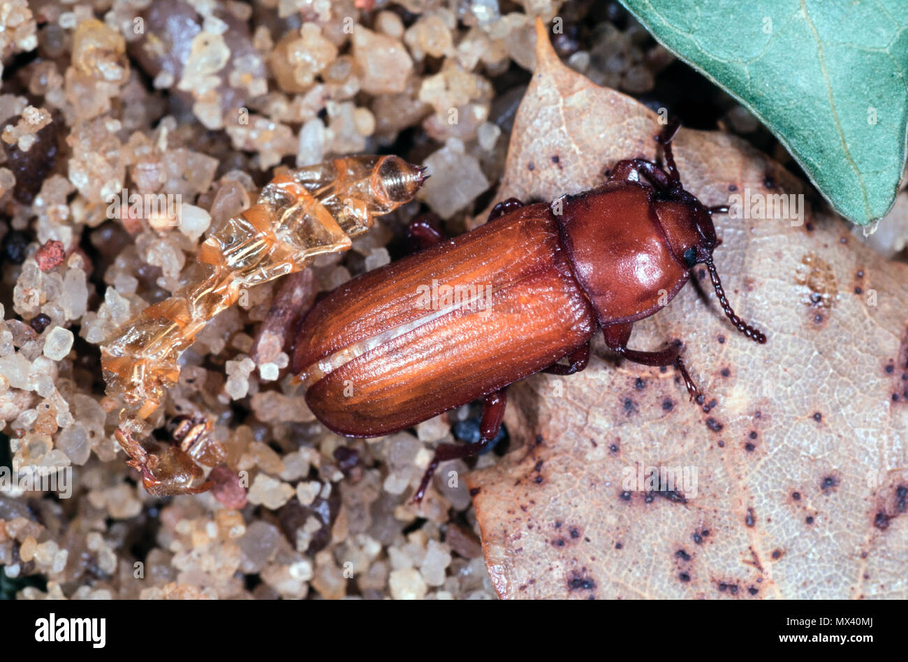 Mealworm Beetle High Resolution Stock Photography and Images Alamy