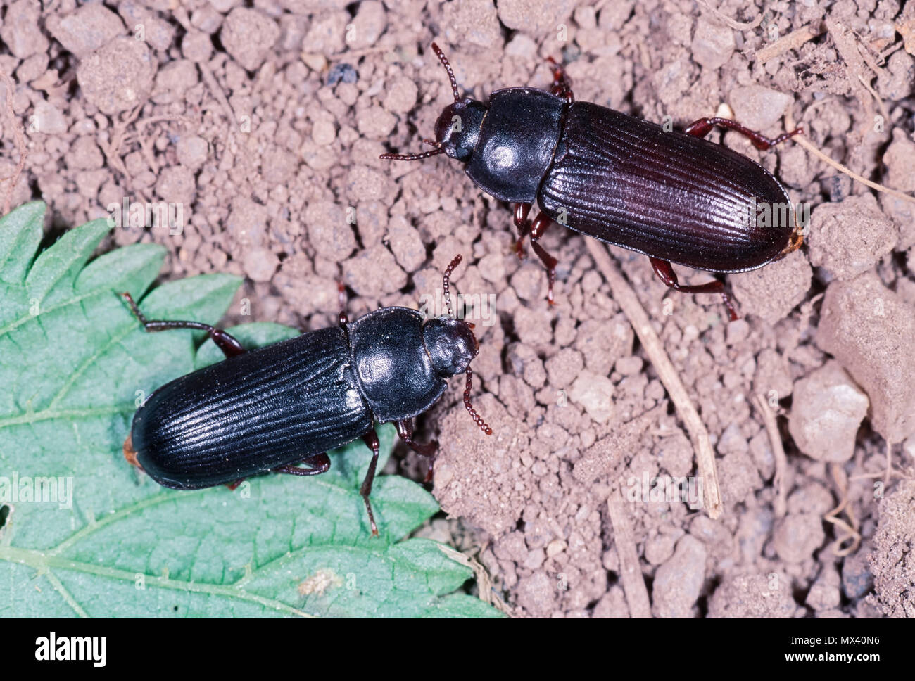 Mealworm Beetle High Resolution Stock Photography and Images Alamy