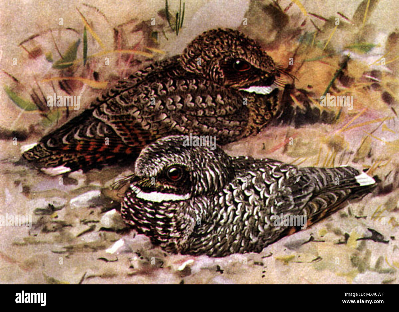 . Common Poorwill, Phalaenoptilus nuttallii, offset reproduction of watercolor. Nominate race in foreground, Dusky Poorwill, Phalaenoptilus nuttalli californicus, in background. 1926. Louis Agassiz Fuertes (artist, 1874-1927) 480 Phalaenoptilus nuttalliiDF28N04B Stock Photo