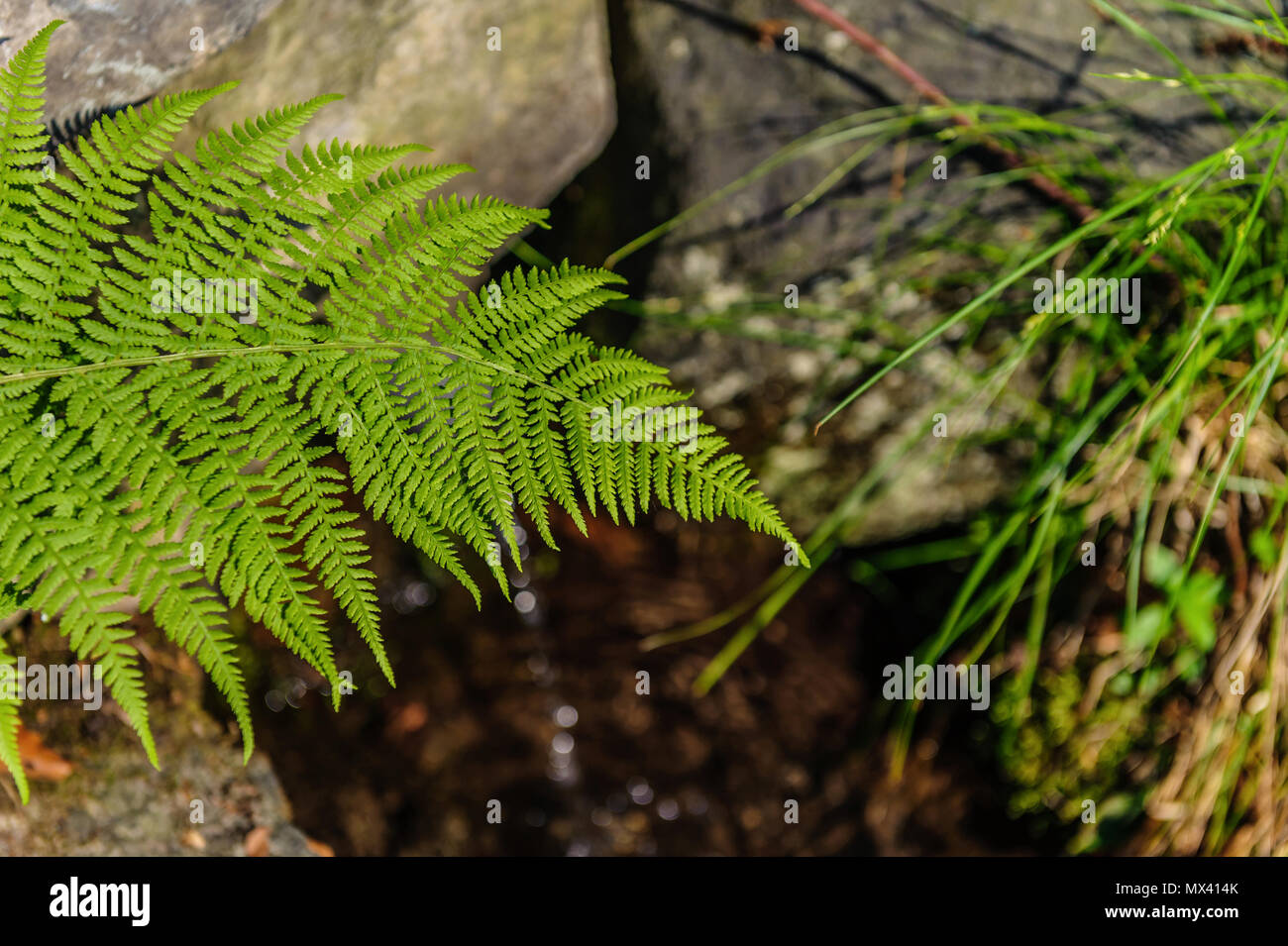 fern growing above the wellspring Stock Photo
