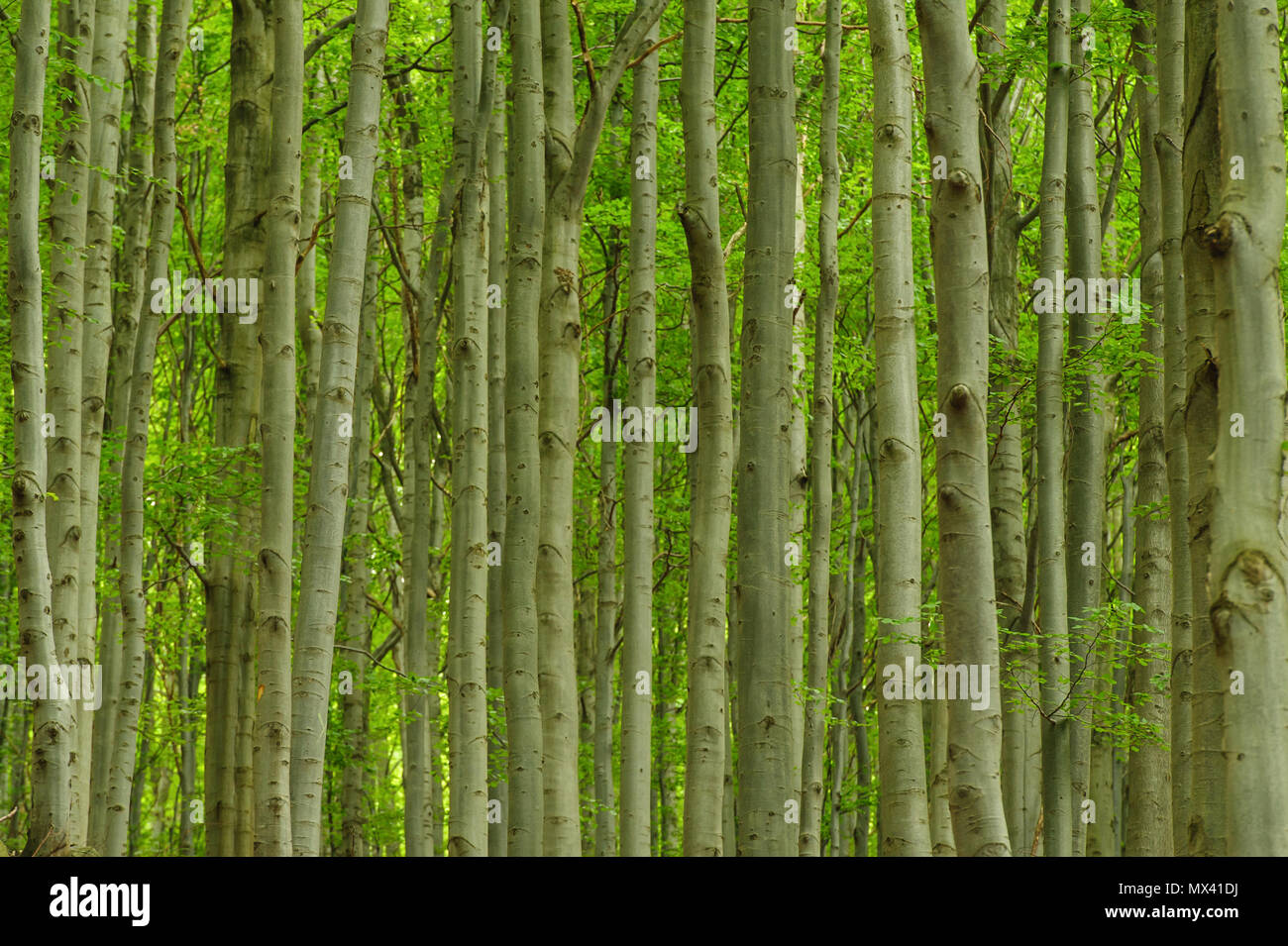 Straight lines of tree trunks hi-res stock photography and images - Alamy
