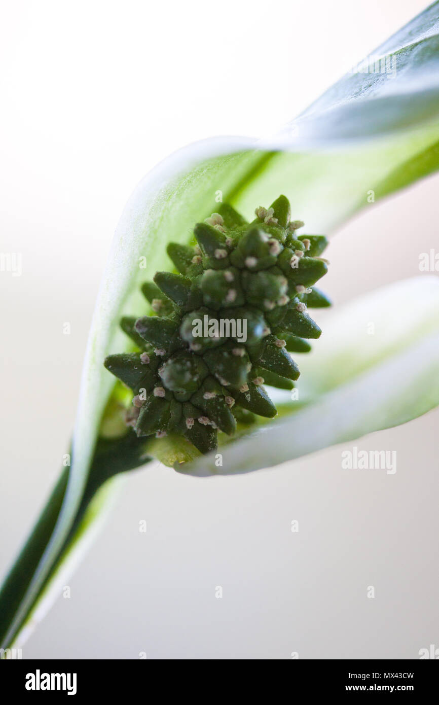 Peace lily, Spathiphyllum Stock Photo