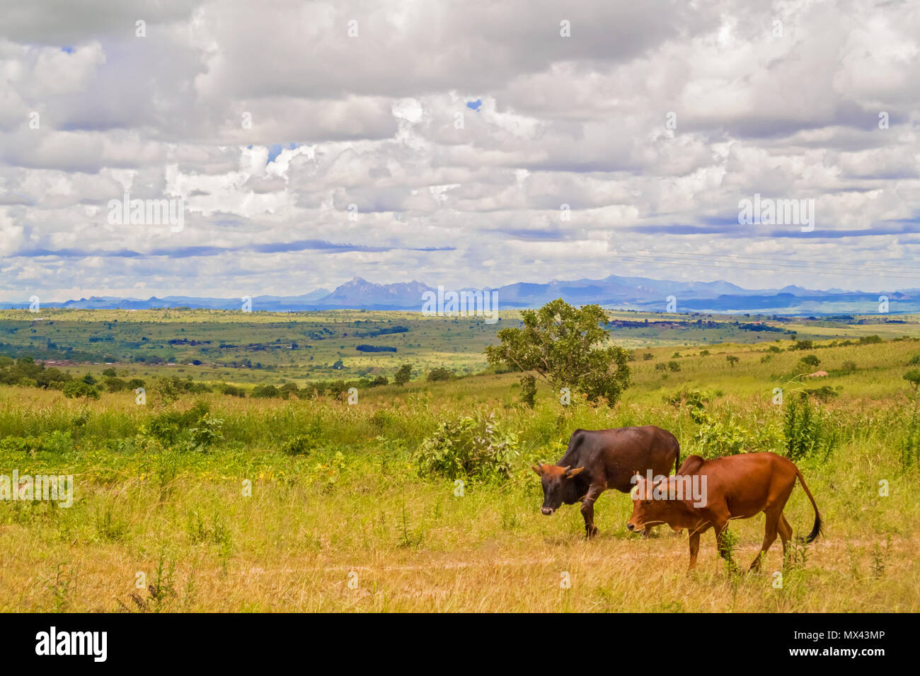 View at picturesque rural landscape near capita city of Malawi, Lilongwe Stock Photo