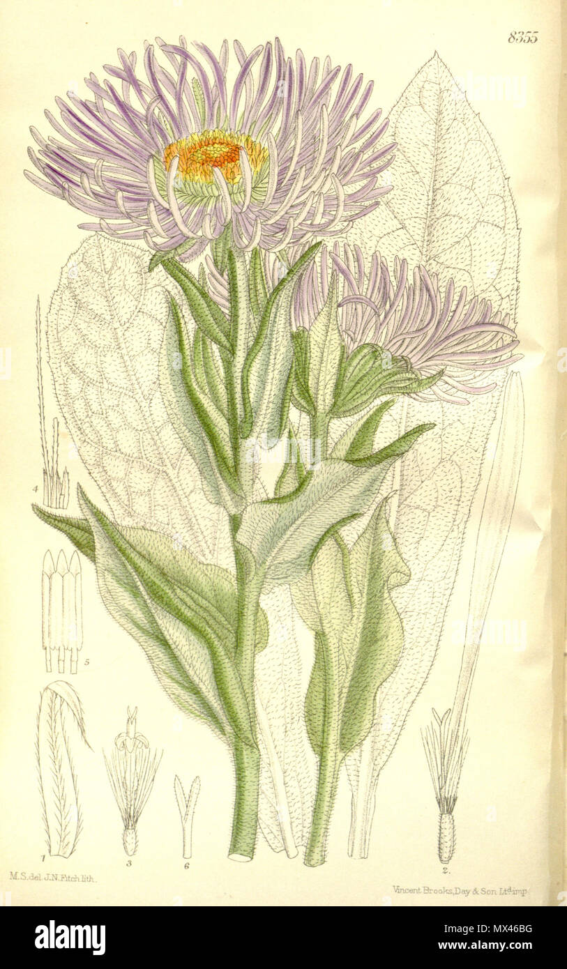 . Aster falconeri, Asteraceae . 1911. M.S. del, J.N.Fitch, lith. 60 Aster falconeri 137-8355 Stock Photo