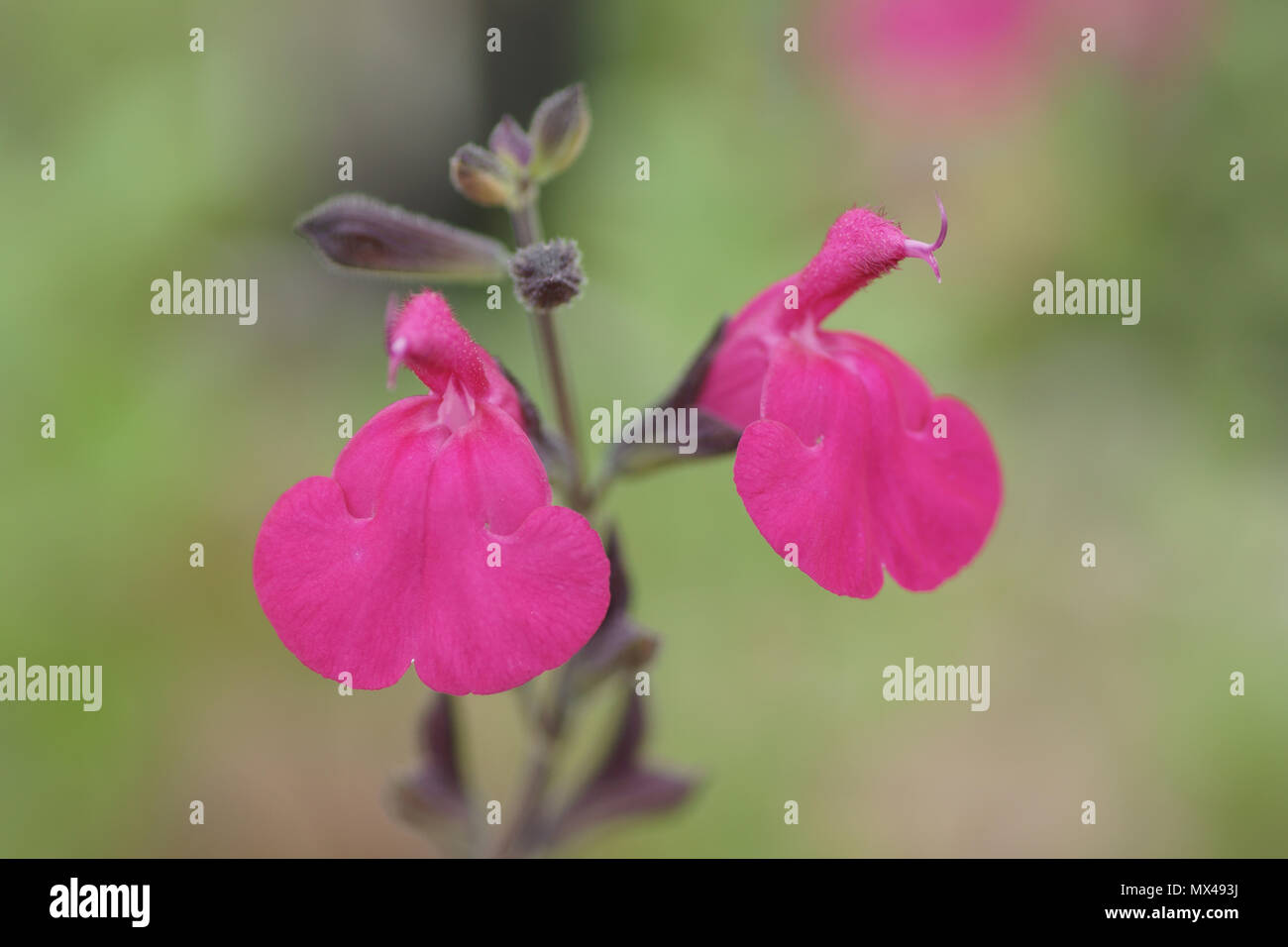 Salvia 'Dayglow' Stock Photo
