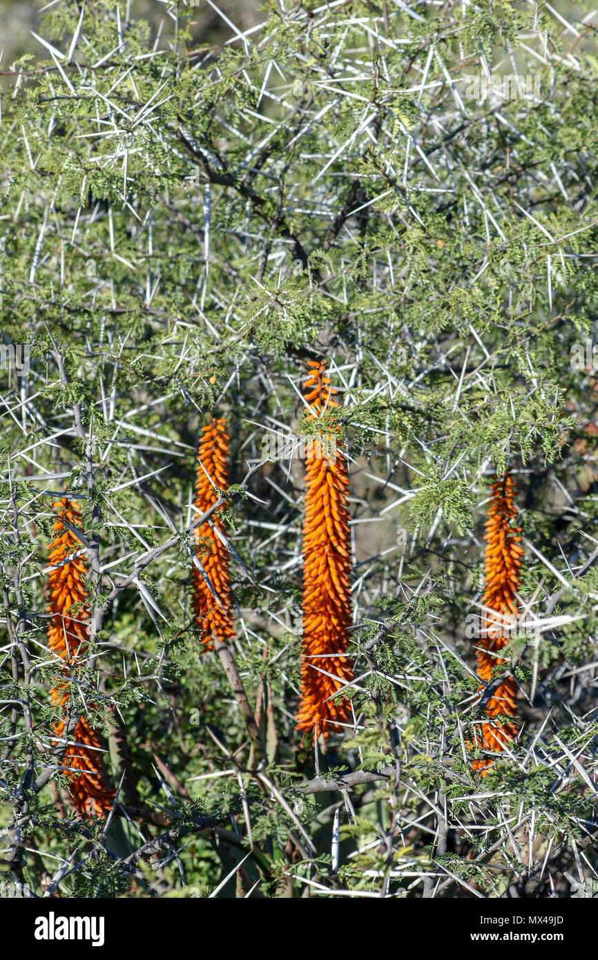 Dense acacia bush with sharp needles with succulent flowers. South africa Stock Photo