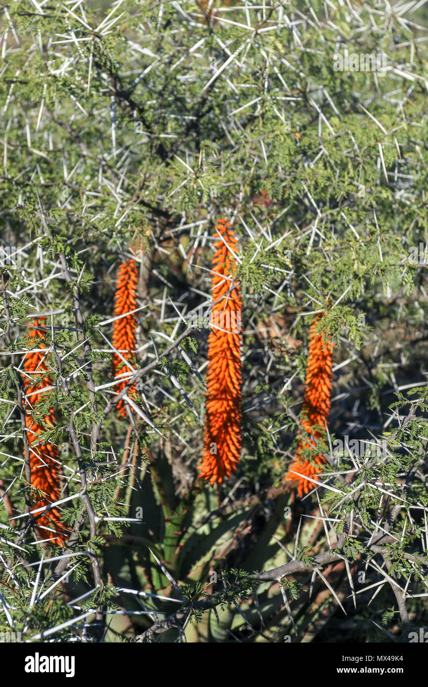 Dense acacia bush with sharp needles with succulent flowers. South africa Stock Photo