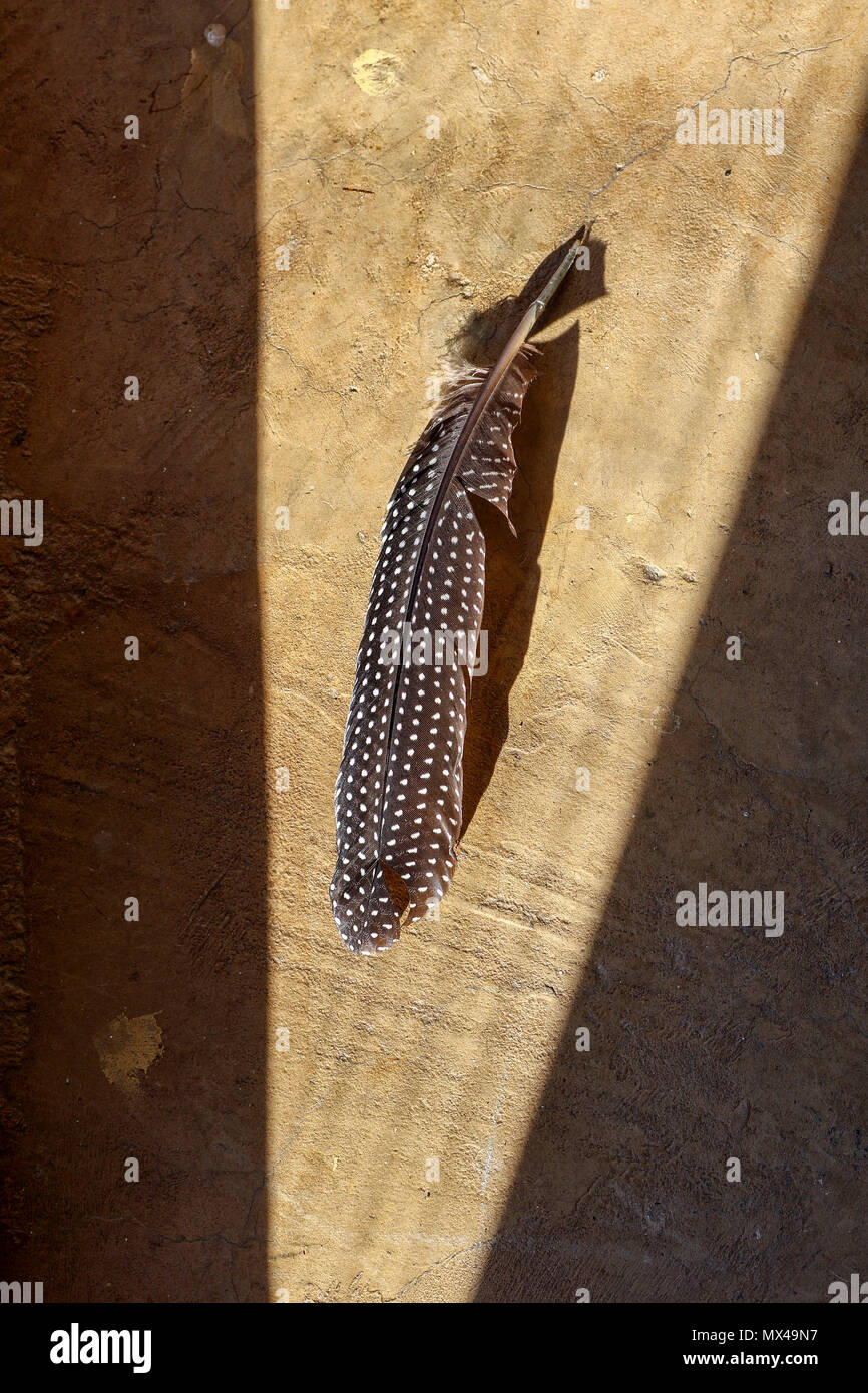 Lone feather on plank with triangular shaft of light still-life Stock ...