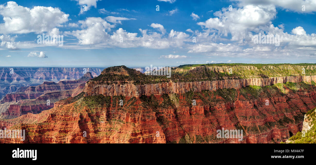 Panoramic view of the North Rim of the Grand Canyon looking across the canyons to a tall mountain plateau under a bright blue sky with white fluffy . Stock Photo