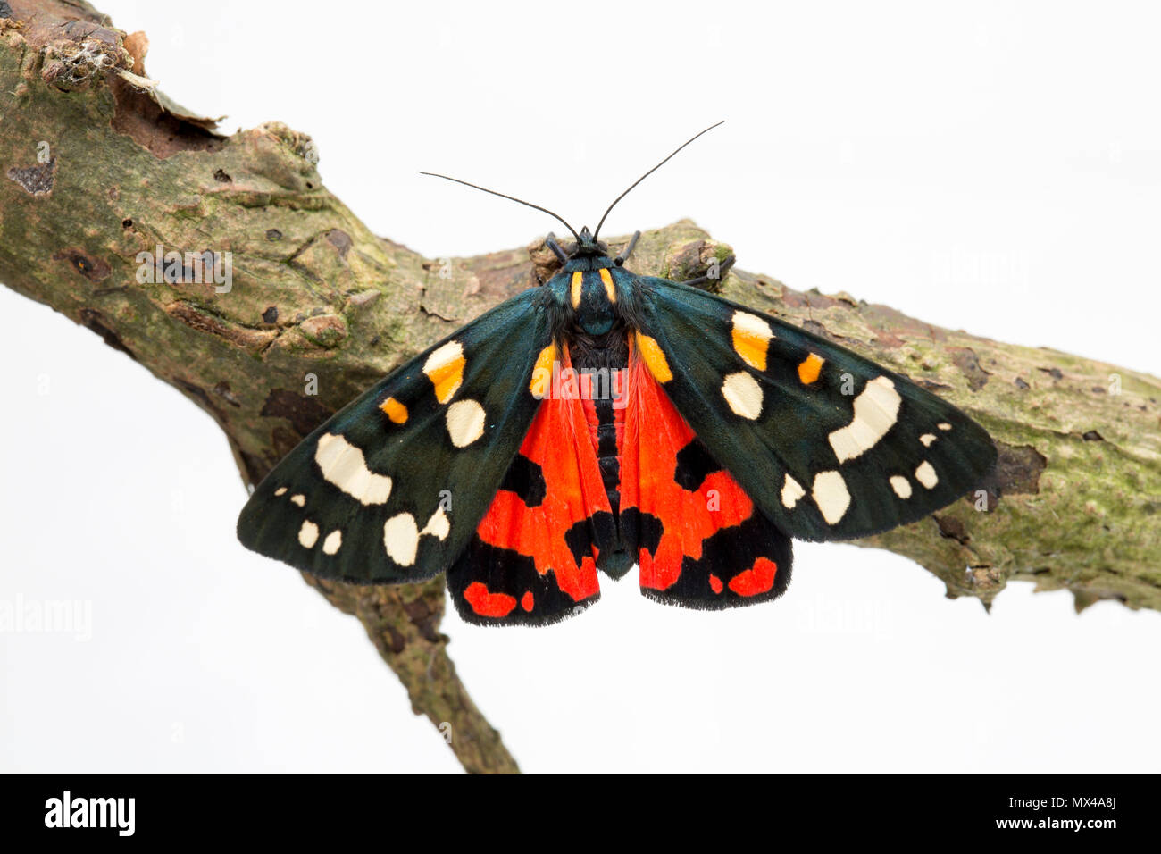 A Scarlet tiger moth, Callimorpha dominula, on a white background that was raised from caterpillars found in the wild and released after being photogr Stock Photo