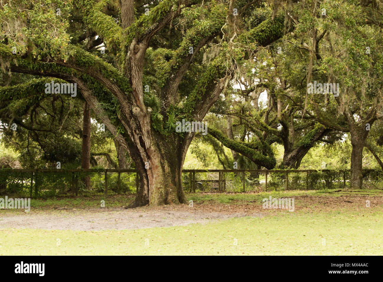 Majestic oak hi-res stock photography and images - Alamy