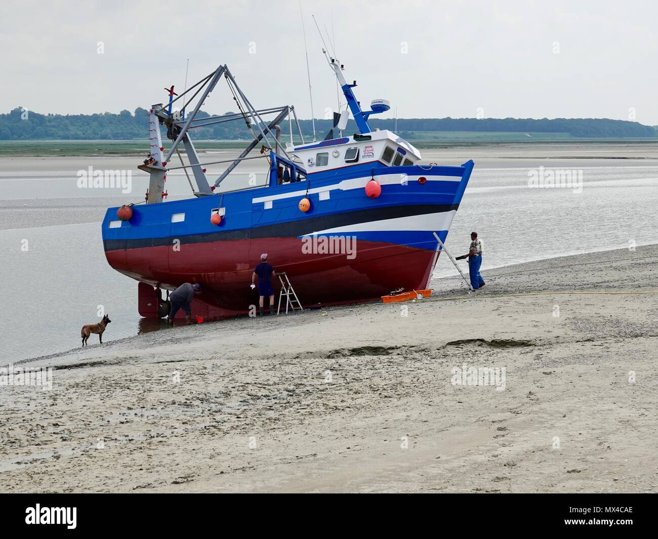 Three men, on the shores of the Bay de Somme, painting the hull of a beached boat while dog looks on, Le Crotoy, France Stock Photo