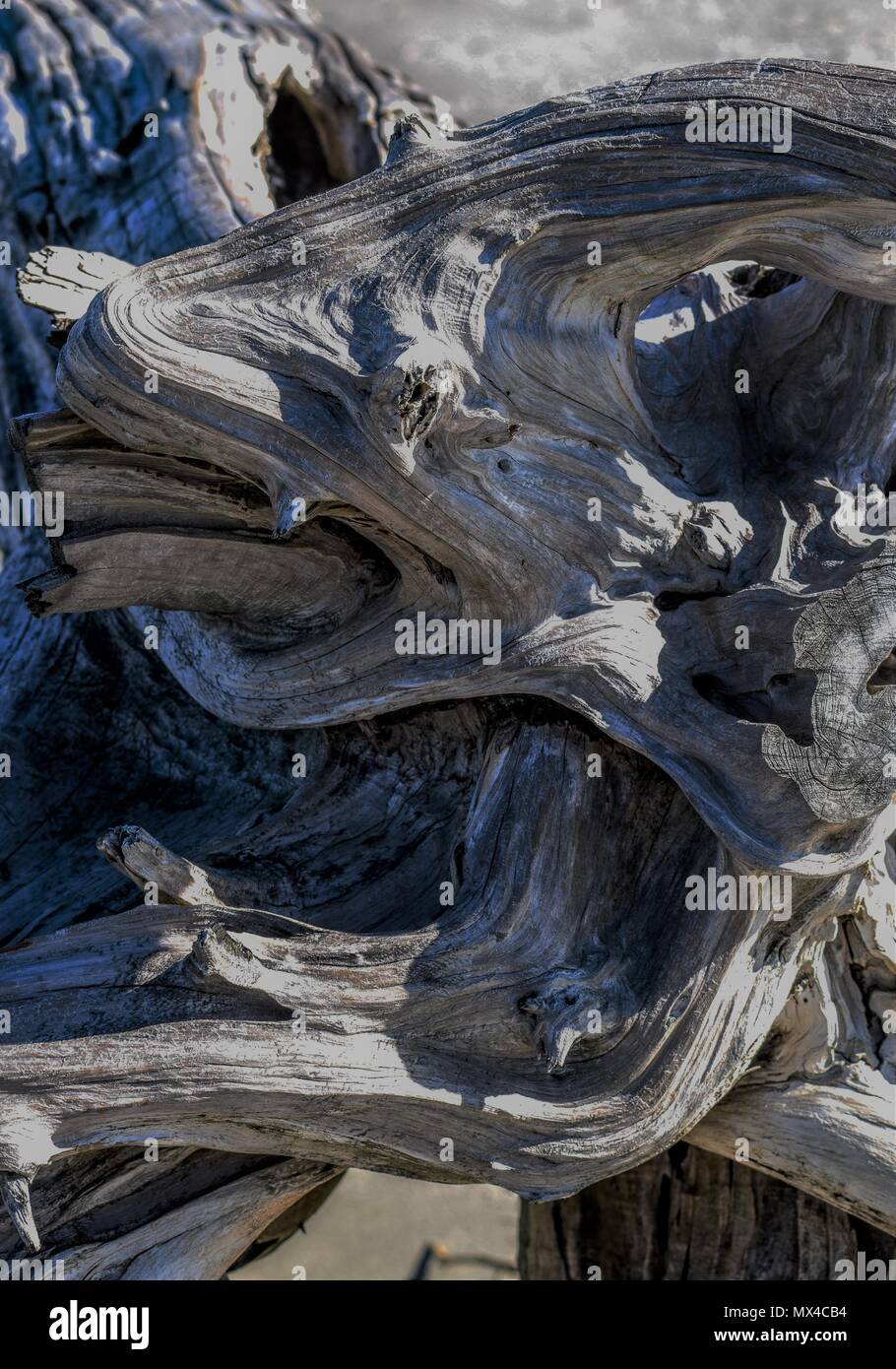 Driftwood at Folly Beach South Carolina Stock Photo Alamy