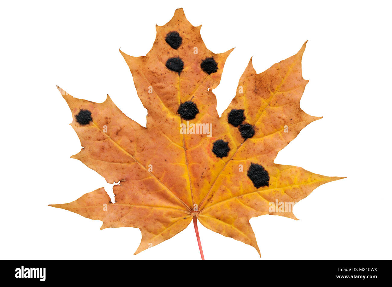 Autumn maple leaf infected with tar spot fungus. Stock Photo