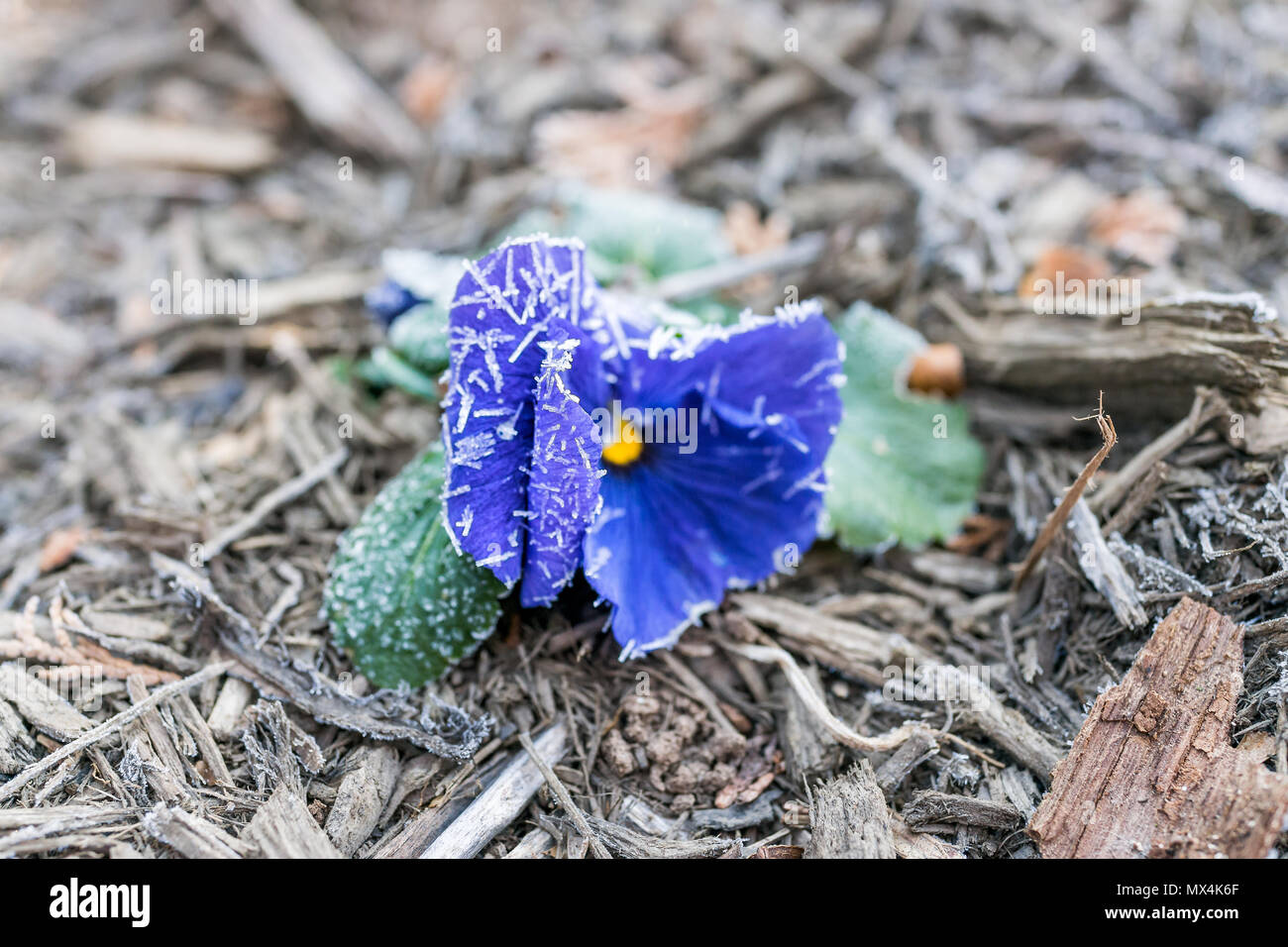 Macro closeup of one blue purple violet pansy flower with frost ice crystals in winter morning, yellow center in outdoor outside garden Stock Photo