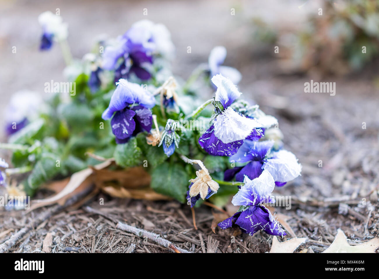Macro closeup of many white, blue purple violet pansy flower with frost ice crystals in winter morning in outdoor outside garden Stock Photo