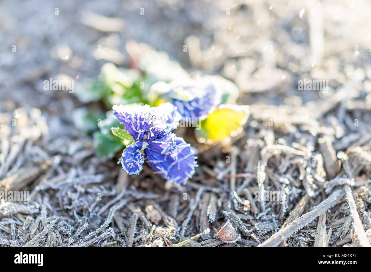 Macro closeup of one blue purple violet pansy flower with frost ice crystals in winter morning, yellow center in outdoor outside garden Stock Photo