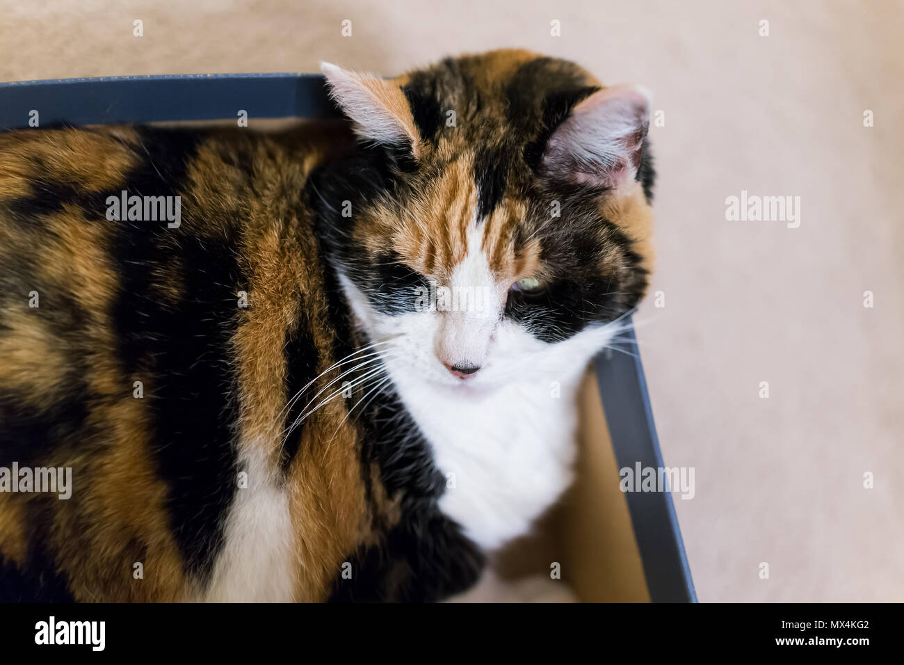 Calico cat sleeping lying in shoe box funny position closeup of face