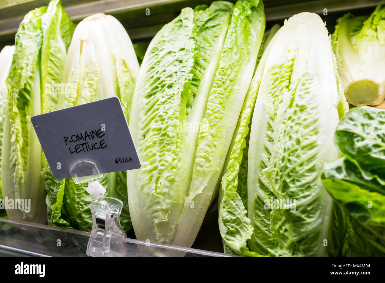 Closeup of fresh raw, expensive green romaine lettuce heads in supermarket grocery market store display with sign, price per each Stock Photo
