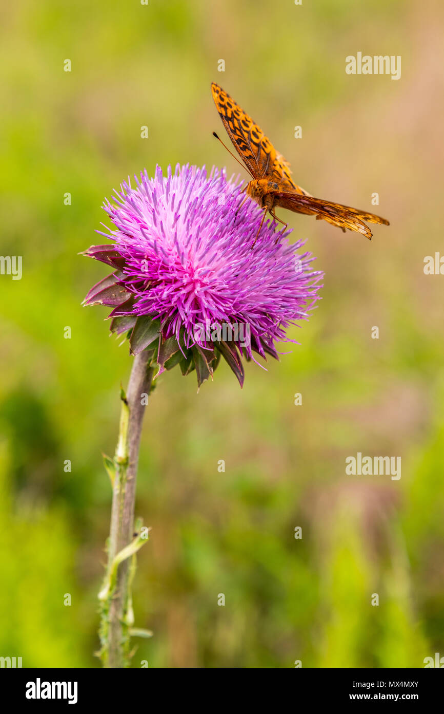 A butterfly forages for pollen on a thistle bloom. Stock Photo
