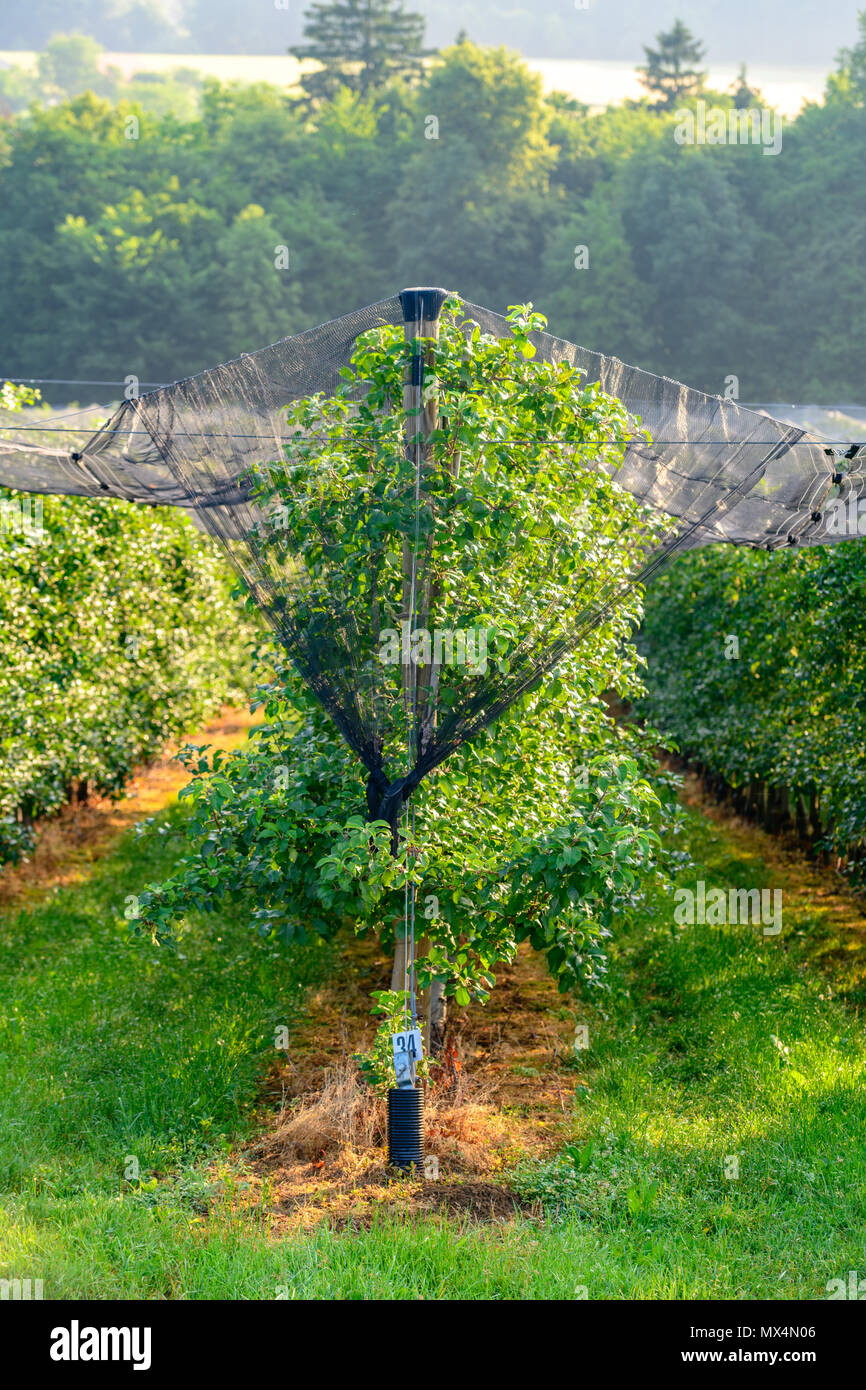 Apple orchards with Protection net against hail and elements Stock Photo
