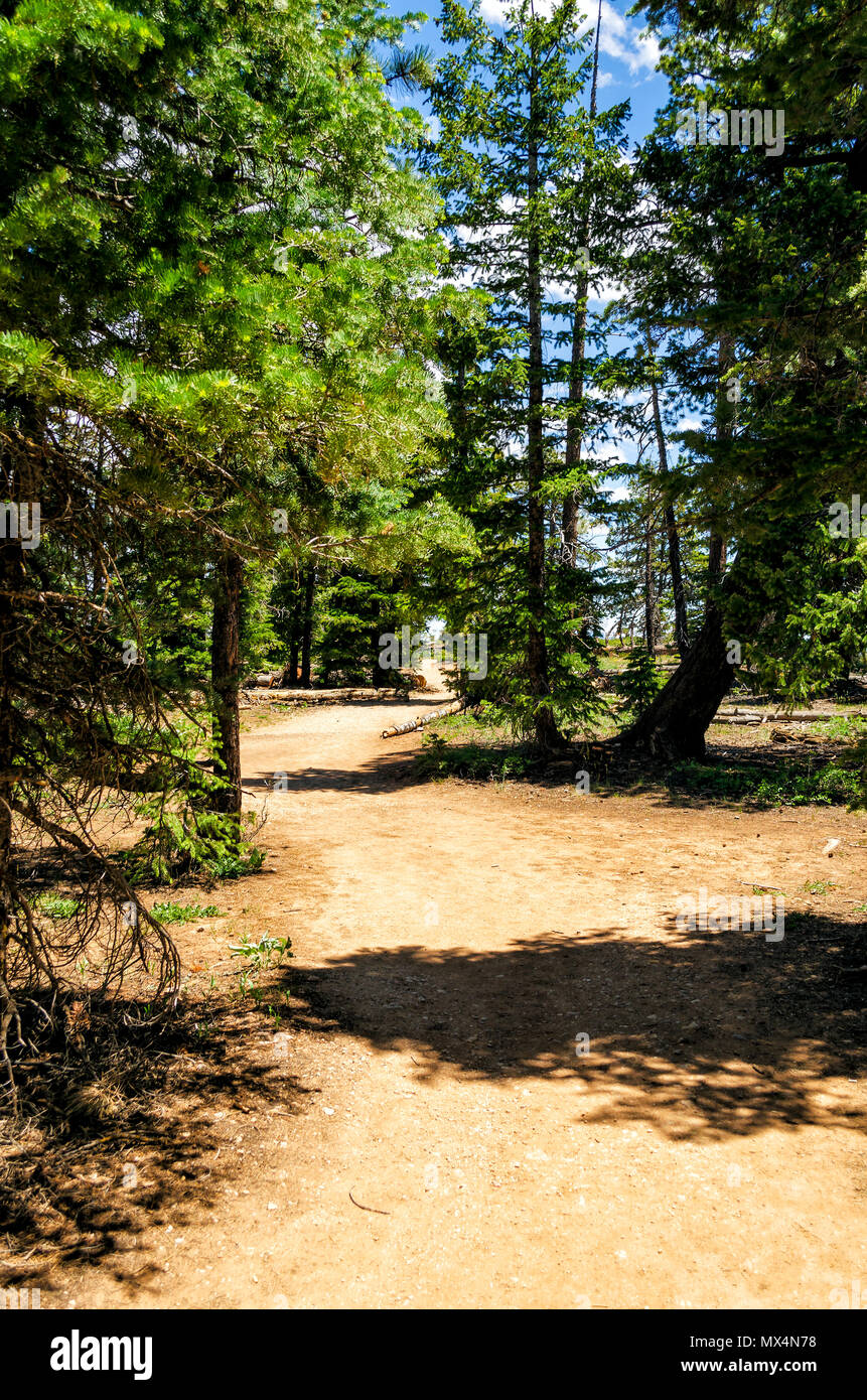 Dirt road leading into forest of trees with blue sky and white clouds. Stock Photo