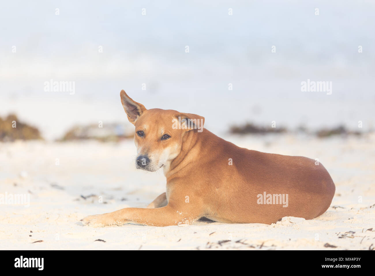 Vagabond dog on the beach. Stock Photo