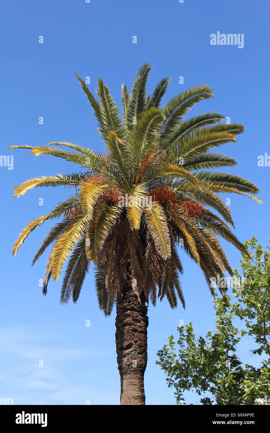 Tall palm tree leaves on blue sky Stock Photo - Alamy