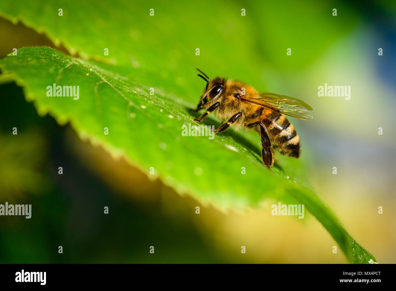 Bumble Bee Pollen High Resolution Stock Photography and Images - Alamy