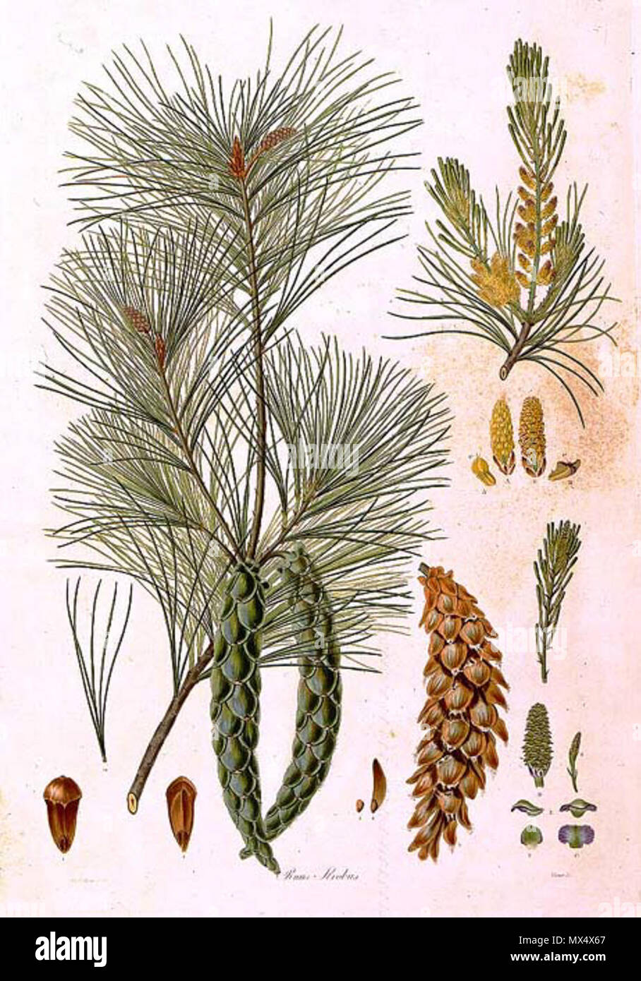 . Botanical illustration of Pinus strobus. Hand-colored stipple engraving from A Description of the Genus Pinus by Aylmer Bourke Lambert (1761-1842) . 1 September 2007. Ferdinand Bauer 485 Pinus strobus (Bauer) Stock Photo