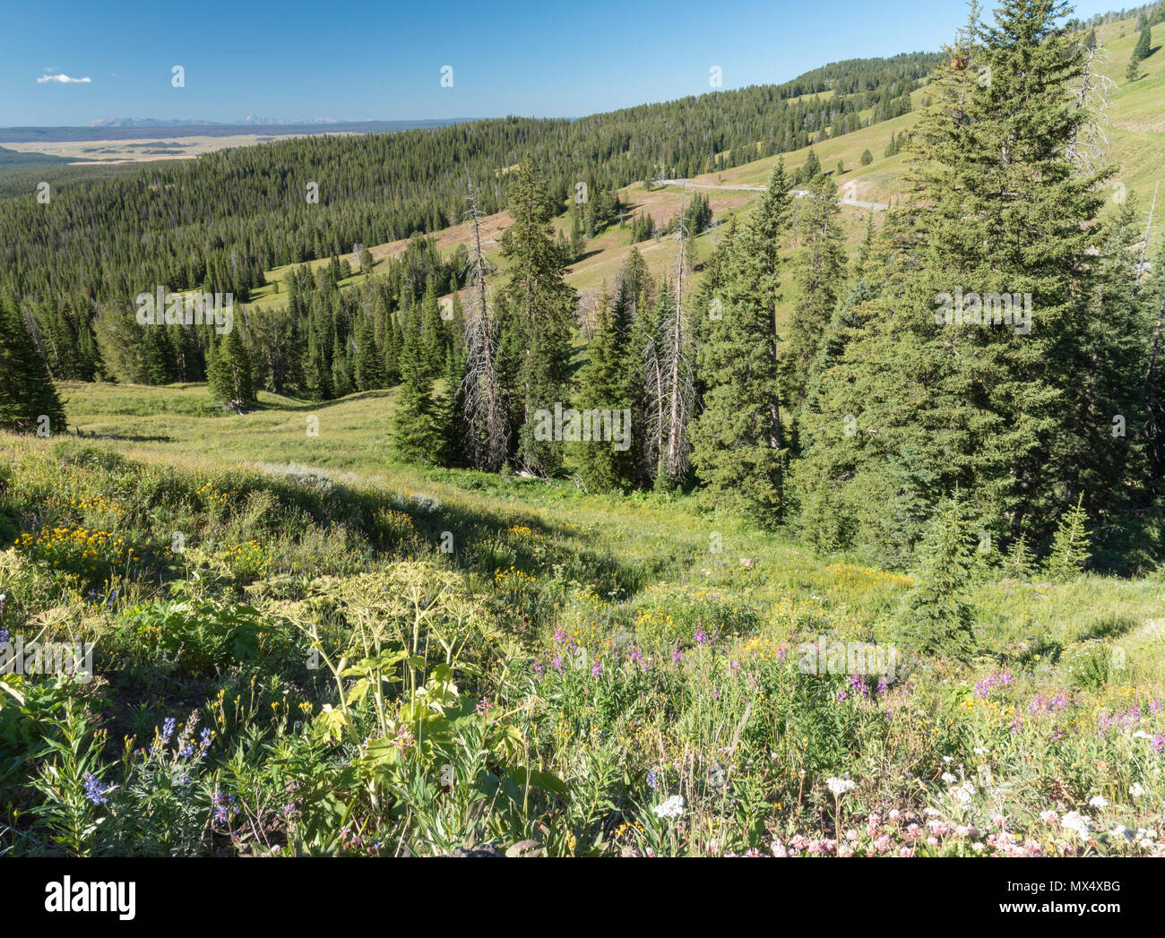 Overlooking a green valley with hills of pine trees under a blue sky ...