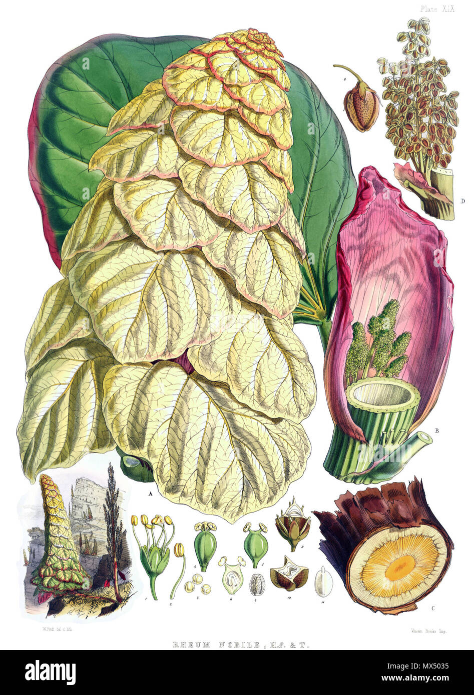 . Rheum nobile. Original caption: 'Plate XIX. Fig. 1. Flower. 2. Stamen. 3. Pollen. 4, 5. Ovaria. 6. Vertical section of ovarium. 7. Ovule. 8. Ripe fruit. 9,10. Transverse sections of ditto. 11. Embryo. :—all magnified. Published 1855. Cathcart, John Fergusson (1802 - 1851) 520 Rheum nobile Stock Photo