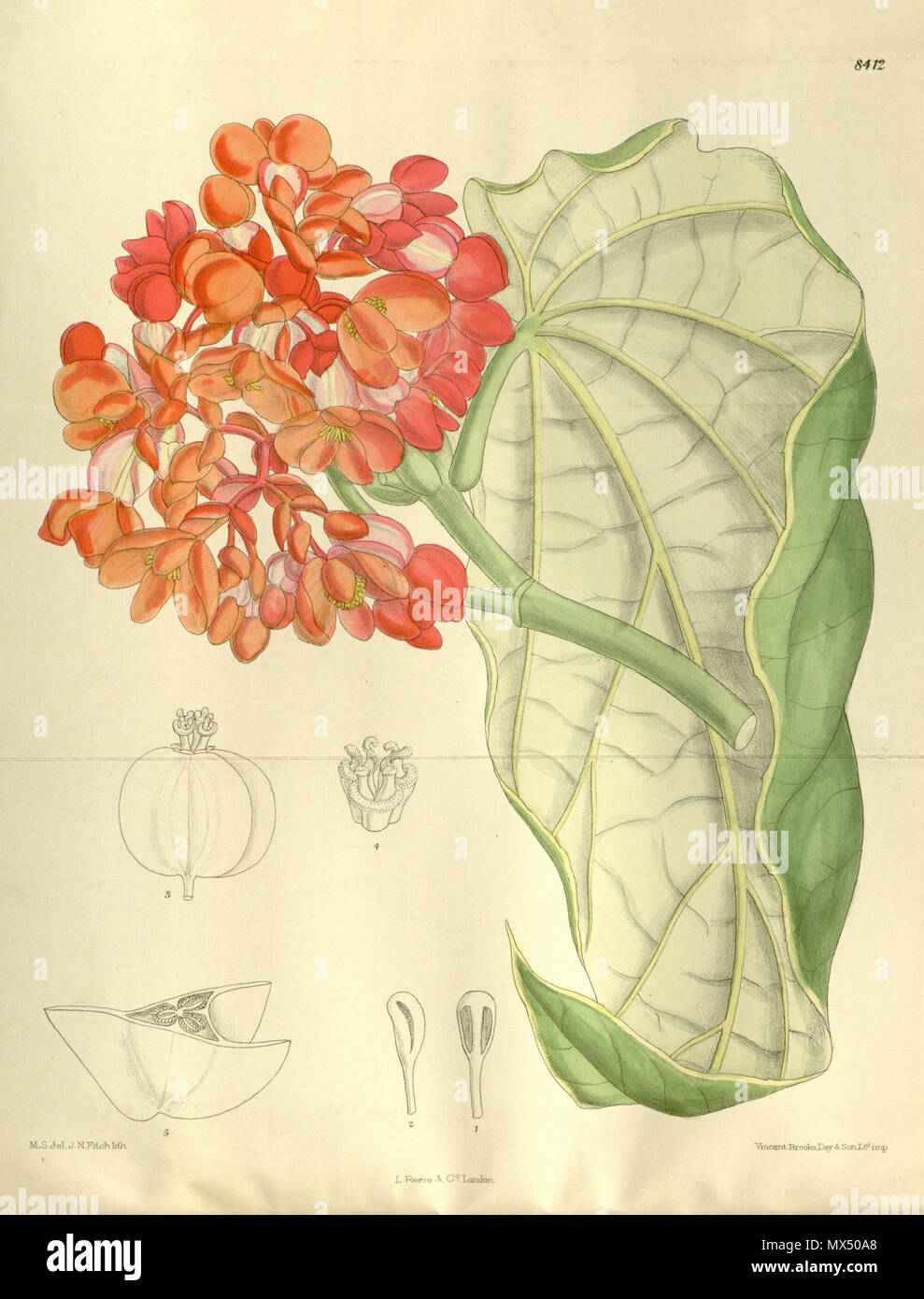 . Begonia dichroa (= Begonia maculata), Begoniaceae . 1912. M.S. del, J.N.Fitch, lith. 78 Begonia dichroa 138-8412 Stock Photo