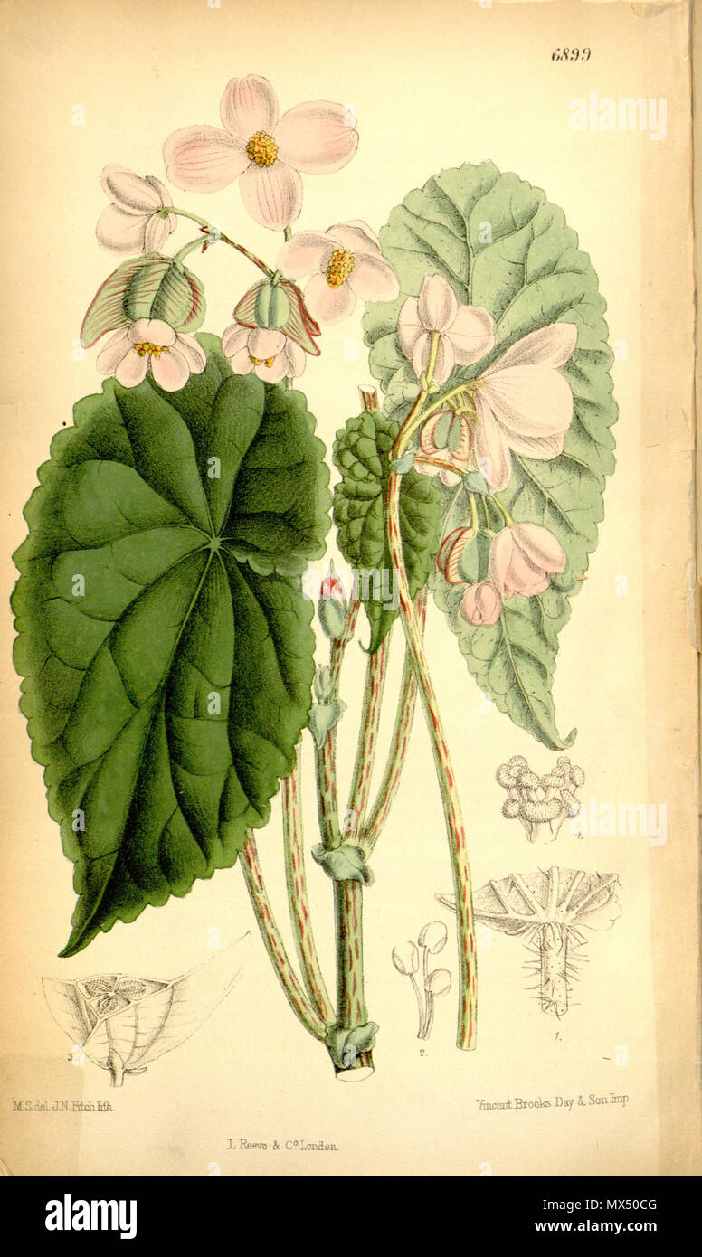 . English Begonia johnstonii Oliv. ex Hook.f. Bot. Mag. 112 t