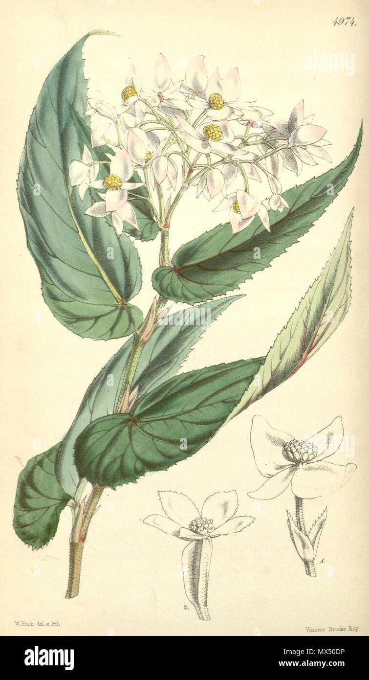 . English: Begonia microptera . 14 October 2011. Hooker 78 Begonia microptera Stock Photo