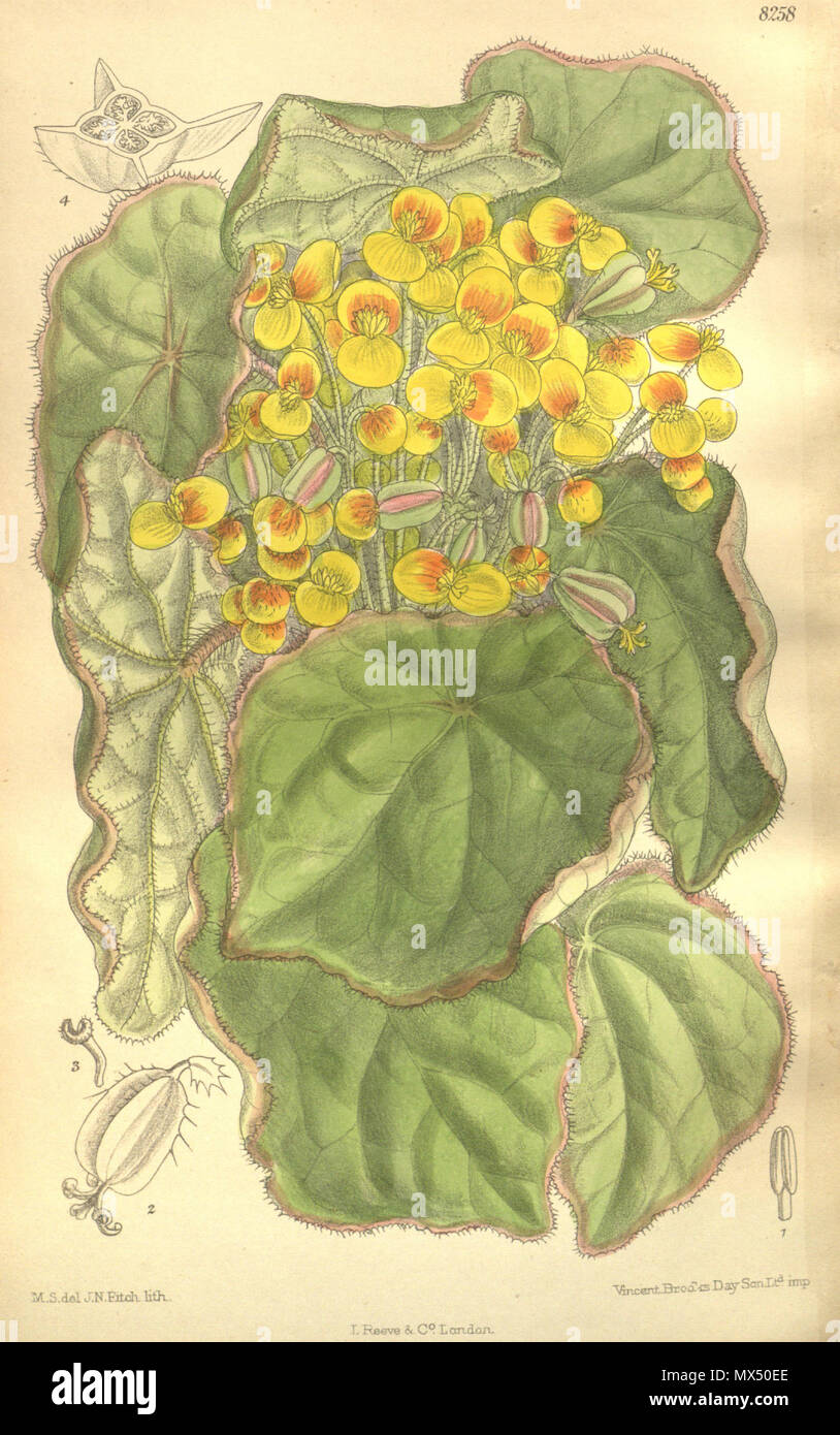 . Begonia modica (= Begonia quadrialata subsp. quadrialata), Begoniaceae . 1909. M.S. del., J.N.Fitch lith. 78 Begonia modica 135-8258 Stock Photo