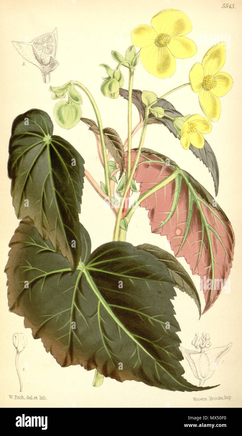 . English: Begonia pearcei Hook.f., Bot. Mag. 91: t. 5545 (1865). 13 October 2011. Hooker 78 Begonia pearcei Stock Photo