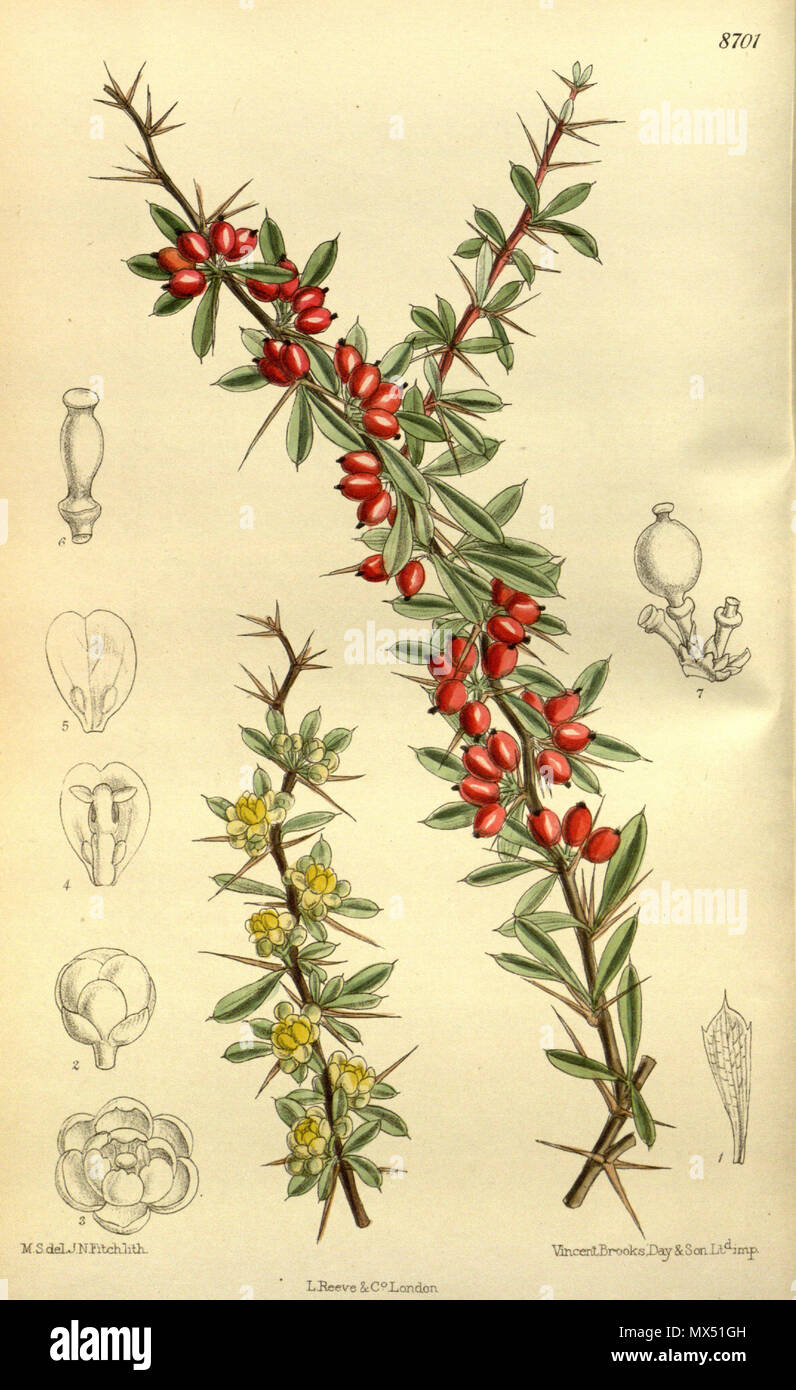 . Berberis stapfiana (= Berberis wilsoniae), Berberidaceae . 1917. M.S. del., J.N.Fitch lith. 80 Berberis stapfiana 143-8701 Stock Photo