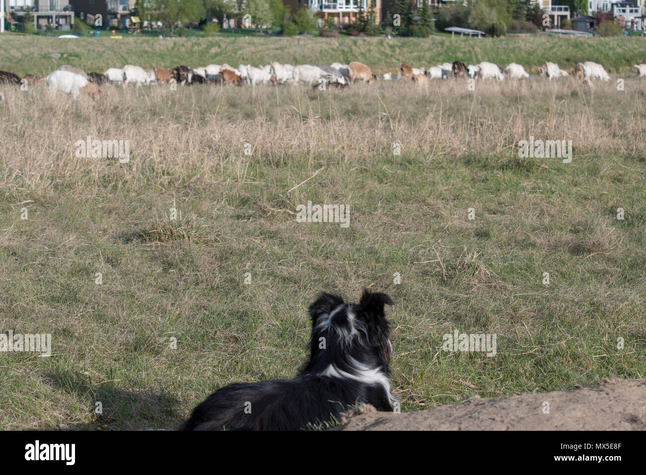 Border collie hotsell herding goats