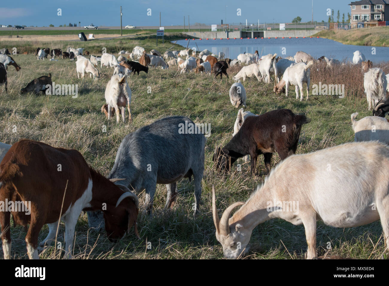 Goats targeting noxious weeds in Chestermere, Alberta, Canada. Stock Photo